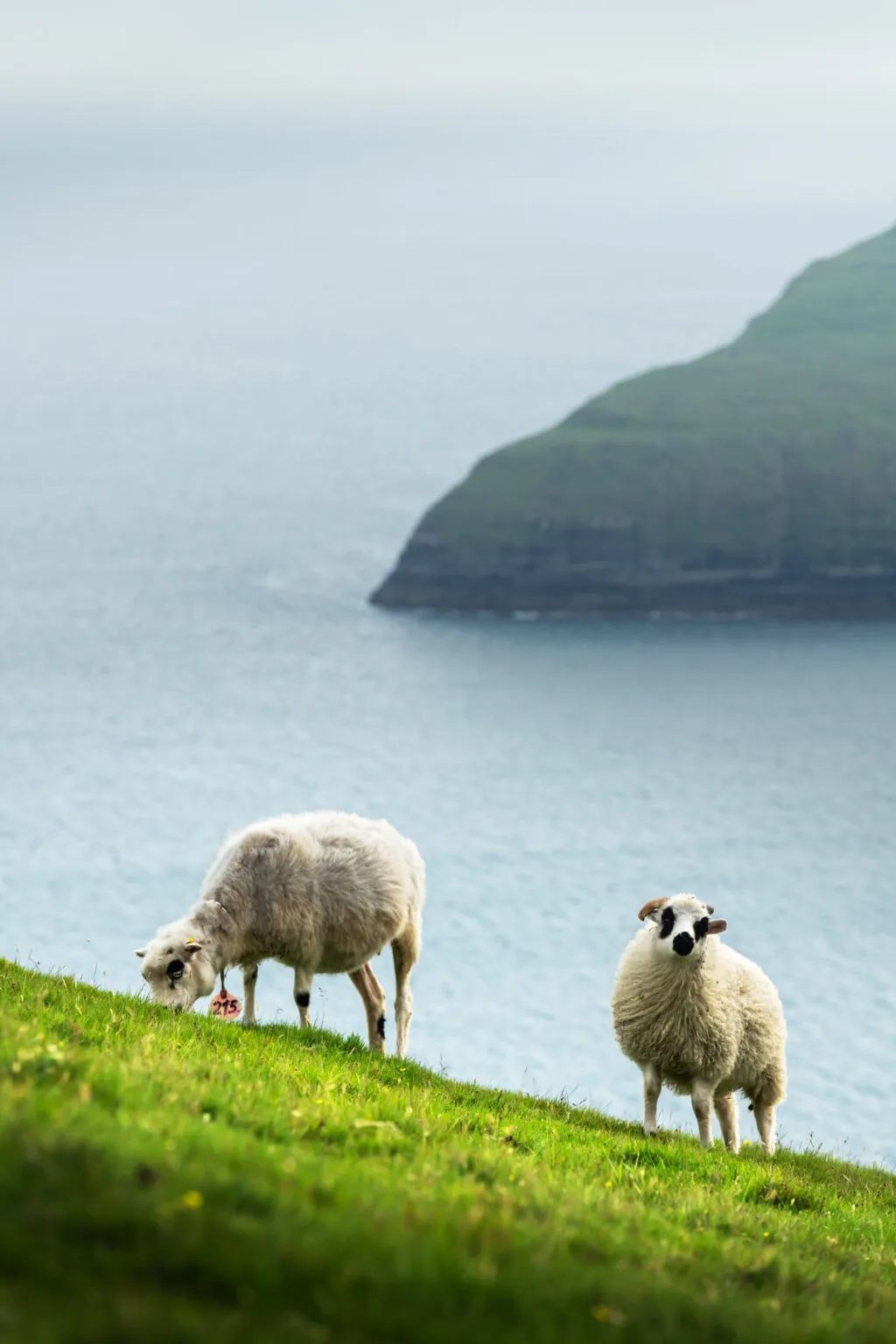 Twee pluizige schapen grazen op een steile, groene grashelling aan de kust van IJsland, met op de achtergrond een rustige blauwe zee en een vervagende bergcontour in de mist.