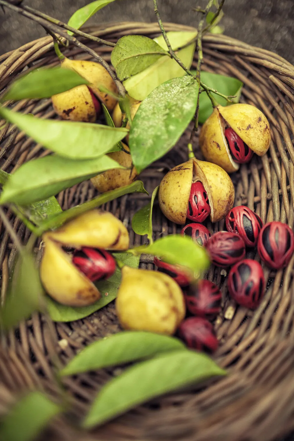 Bovenaanzicht van een rieten mand gevuld met vers geoogste geelgroene nootmuskaatvruchten, rode foei en losse nootmuskaatnoten met groene bladeren op Grenada.