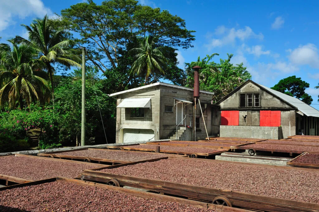 Overzicht van grote houten droogbedden vol bruine cacaobonen die in de zon liggen te drogen op een cacaoplantage op Grenada, met op de achtergrond een rustiek gebouw en tropische bomen.