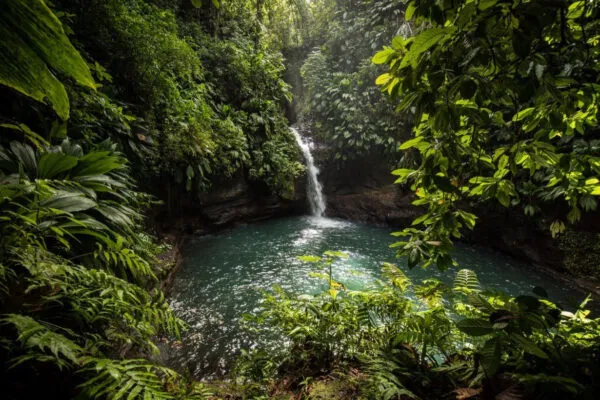 Een verborgen waterval stroomt in een turquoise poel omgeven door dichte groene jungle op Basse-Terre in Guadeloupe.