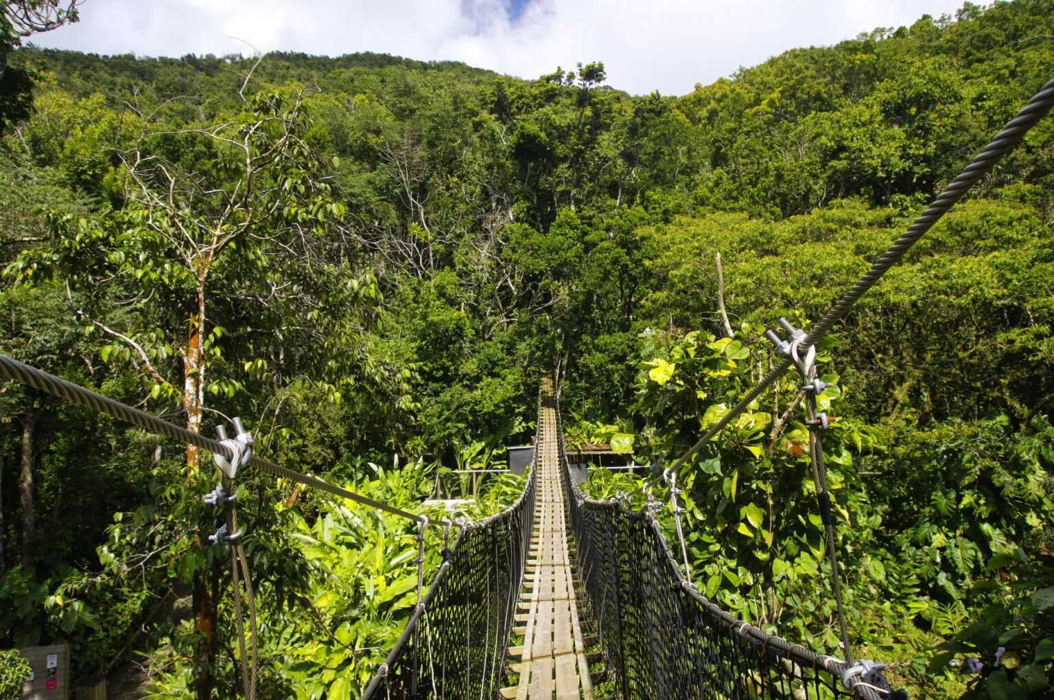 Perspectief over een smalle houten hangbrug die door het bladerdak van een dichtbegroeid, groen regenwoud loopt op Basse-Terre in Guadeloupe.