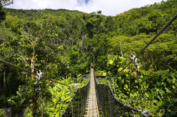Perspectief over een smalle houten hangbrug die door het bladerdak van een dichtbegroeid, groen regenwoud loopt op Basse-Terre in Guadeloupe.