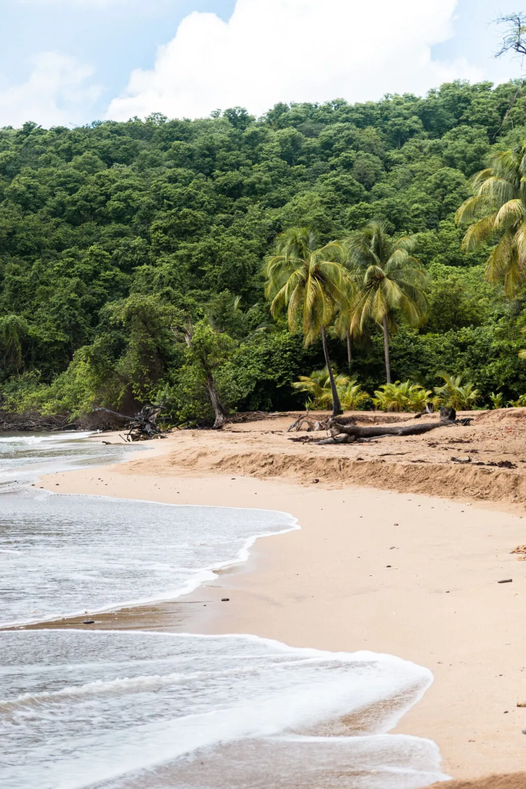 Een rustige kustlijn met lichtgoud zand en zachte brandig op Grande-Terre, omzoomd door palmbomen en dichtbegroeide groene bergen op de achtergrond in Guadeloupe.
