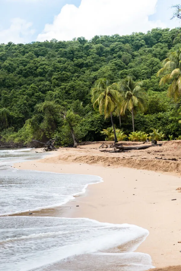 Een rustige kustlijn met lichtgoud zand en zachte brandig op Grande-Terre, omzoomd door palmbomen en dichtbegroeide groene bergen op de achtergrond in Guadeloupe.