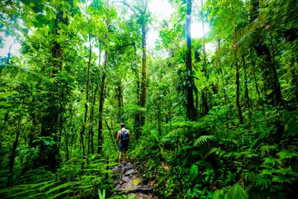 Een man wandelt op een smal bospad te midden van een dicht, groen regenwoud met hoge tropische bomen op Basse-Terre in Guadeloupe.