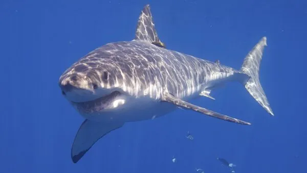 Een grote witte haai zwemt vlak onder het wateroppervlak in een heldere, blauwe oceaan.