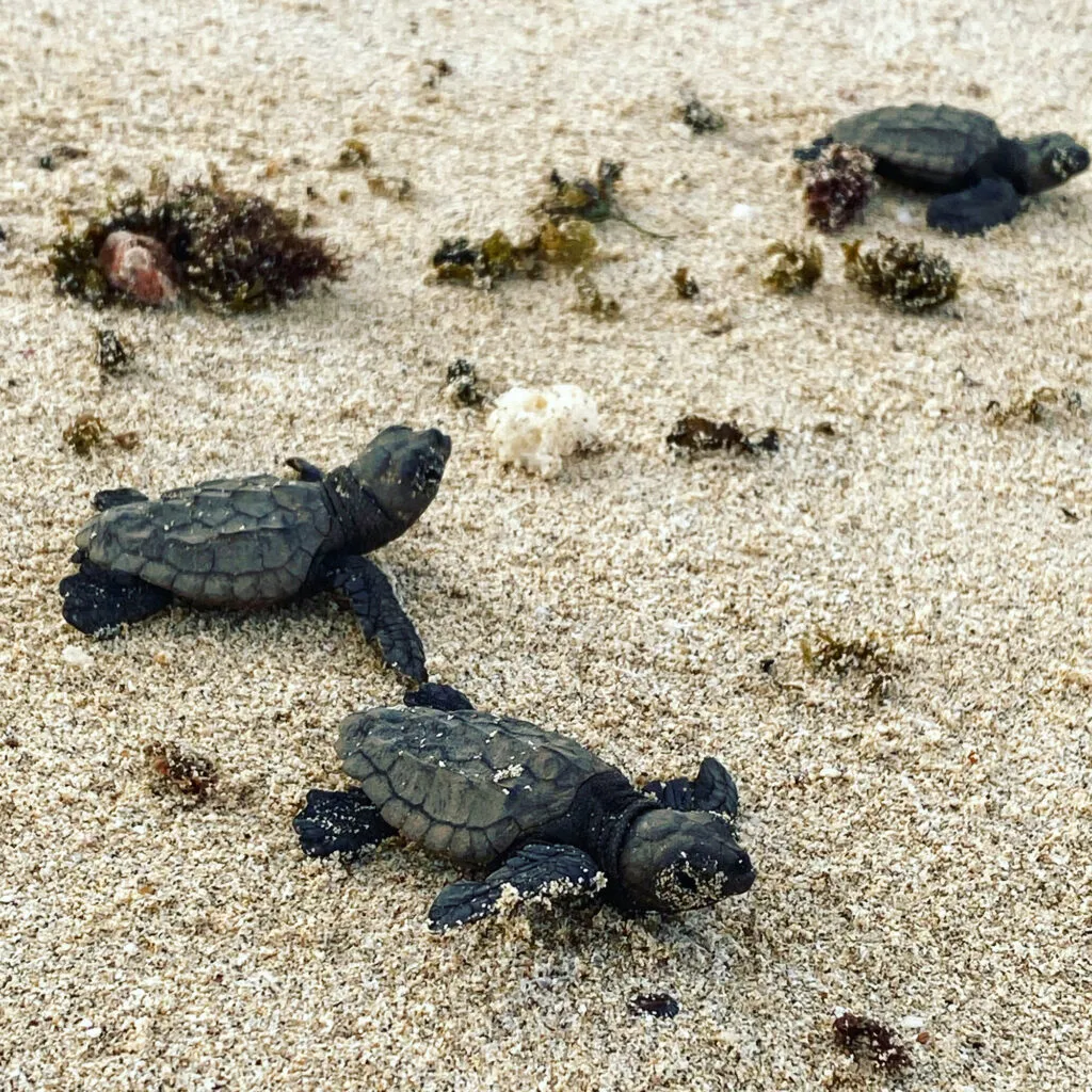 Kaapverdie Bao Vista Baby Schildpadjes Op Strand