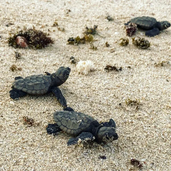 Kleine baby zeeschildpadden kruipen over het lichtgekleurde zand van het strand richting de zee op Boa Vista, Kaapverdië.