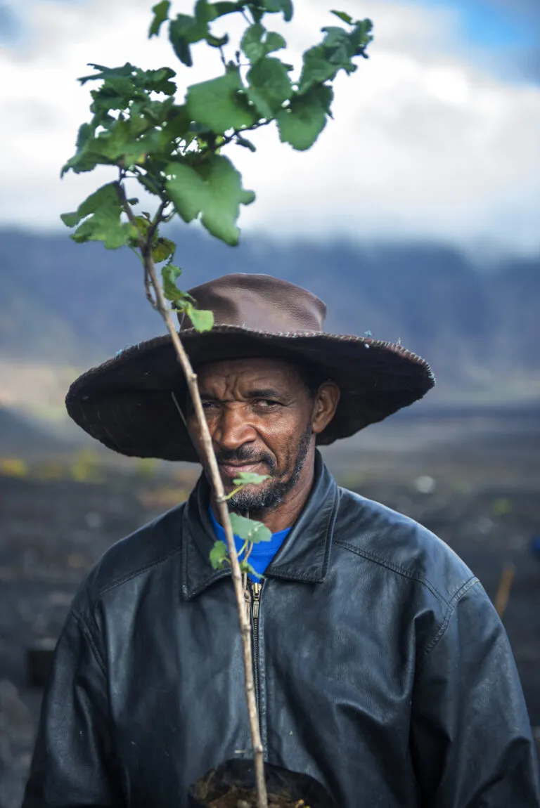 Een boer houdt een druivenplant vast tegen de achtergrond van het vulkanische landschap van eiland Fogo