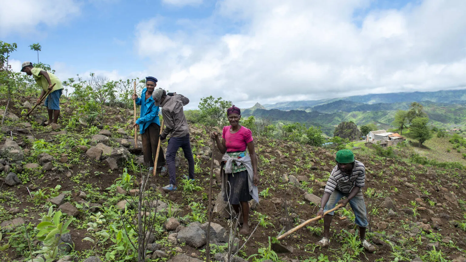 Een groep lokale boeren bewerkt het land op een groene berghelling in het binnenland van Santiago, Kaapverdië.