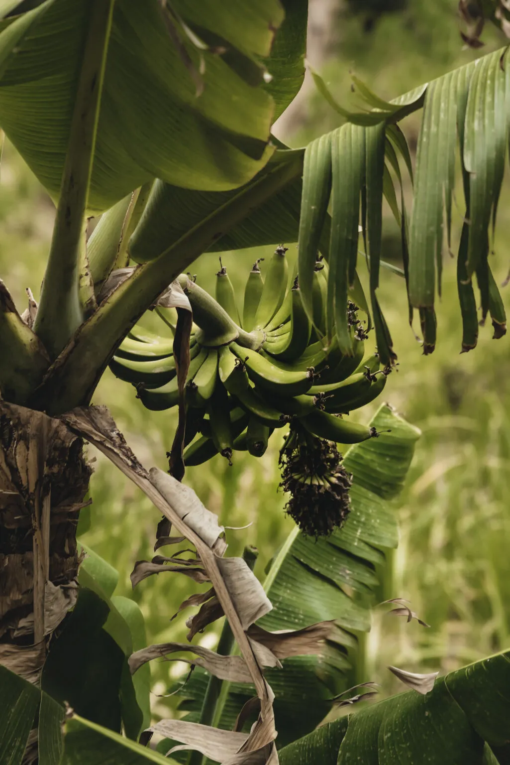 Close-up van een tros onrijpe groene bananen die hangt aan een bananenplant op het eiland Santo Antão, Kaapverdië.