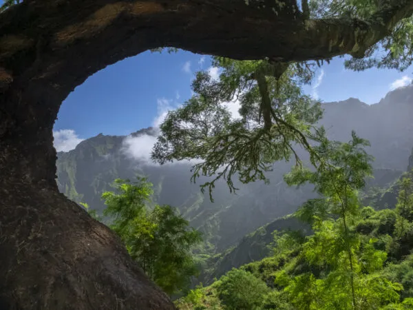Zicht op de groene, mistige bergtoppen rond Xoxo door een natuurlijke kadering van boomtakken op Santo Antão, Kaapverdië.