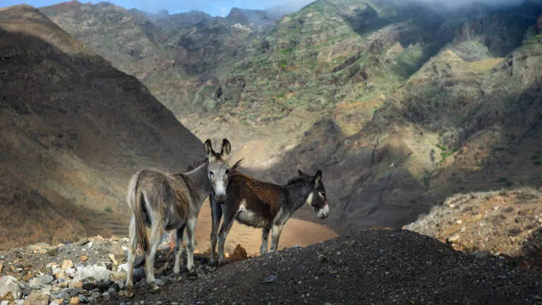 Kaapverdie Santo Antao Binnenland Ezels