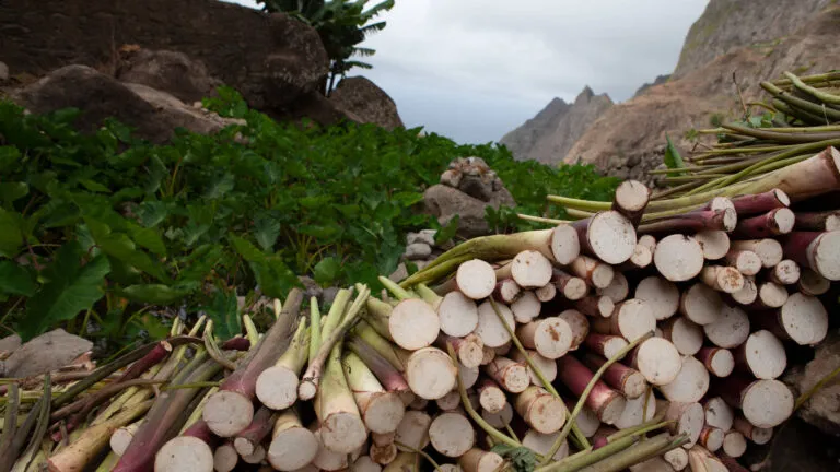 Kaapverdie Santo Antao Binnenland Paul Suikerriet