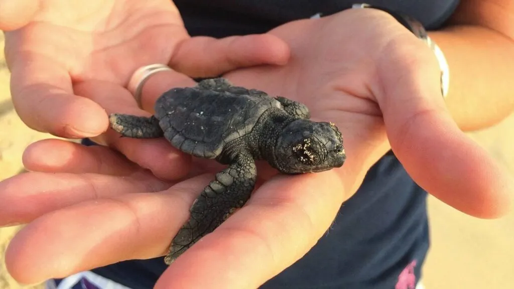 natuur in kaapverdië zomer
