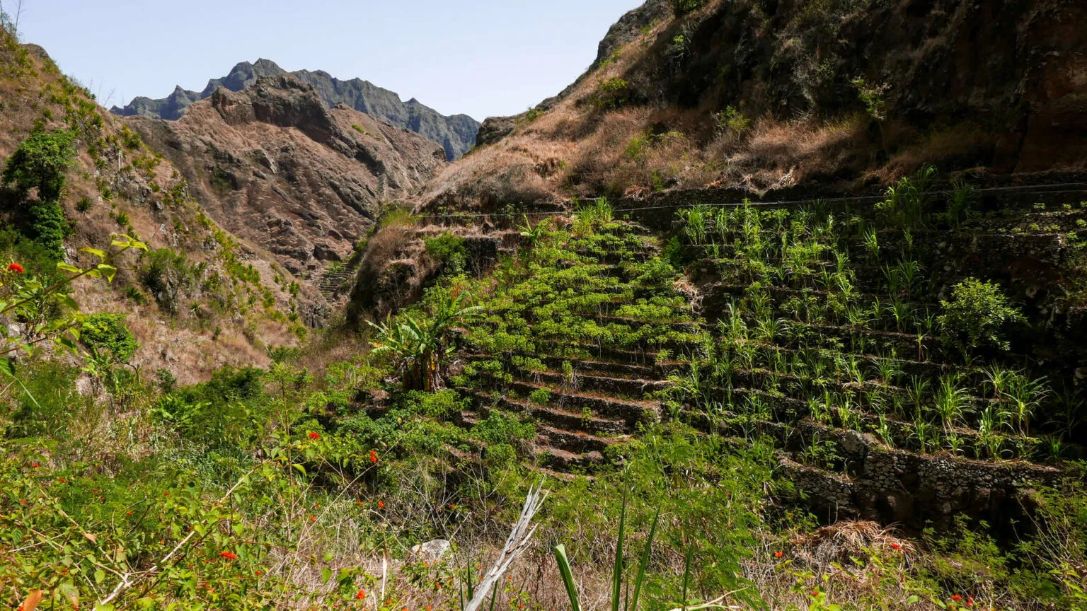 Weelderig groene berghelling met bomen en struiken voor steile bergwanden op het eiland Santo Antão in Kaapverdië.