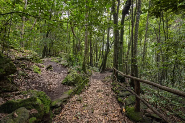 wandelpad in de groene natuur van La Palma bij Los Tilos