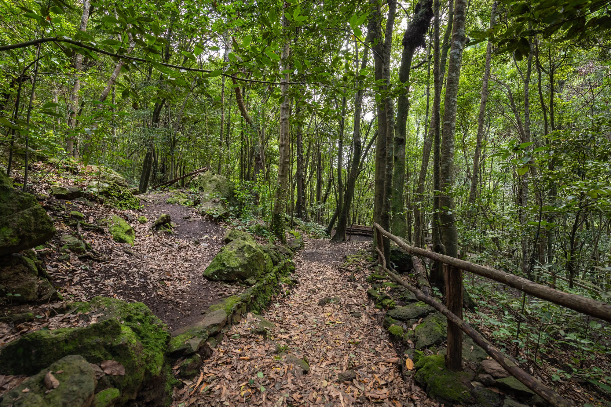 wandelpad in de groene natuur van La Palma bij Los Tilos