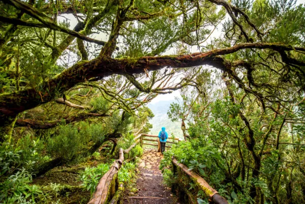 Een wandelaar met een blauwe jas staat bij een houten uitkijkpunt, omlijst door kronkelende met mos bedekte takken in het laurierbos van Garajonay Nationaal Park op La Gomera.