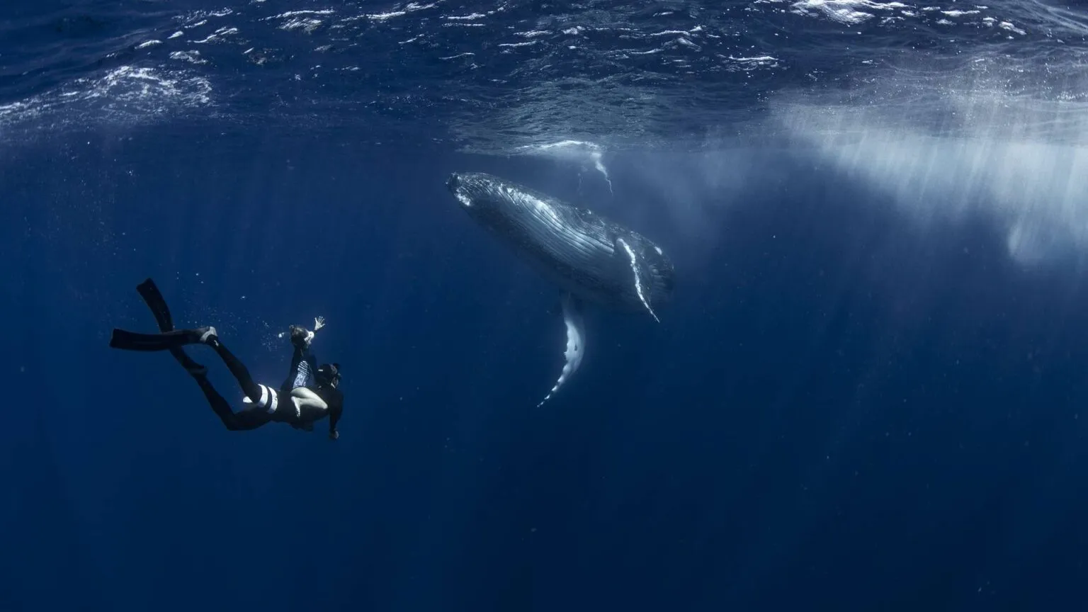 Een freediver zwemt onder water in de diepblauwe oceaan naast een grote bultrugwalvis, verlicht door zonlicht dat door het wateroppervlak breekt.