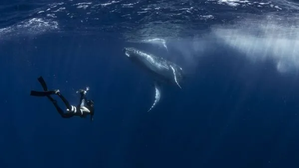 Een freediver zwemt onder water in de diepblauwe oceaan naast een grote bultrugwalvis, verlicht door zonlicht dat door het wateroppervlak breekt.