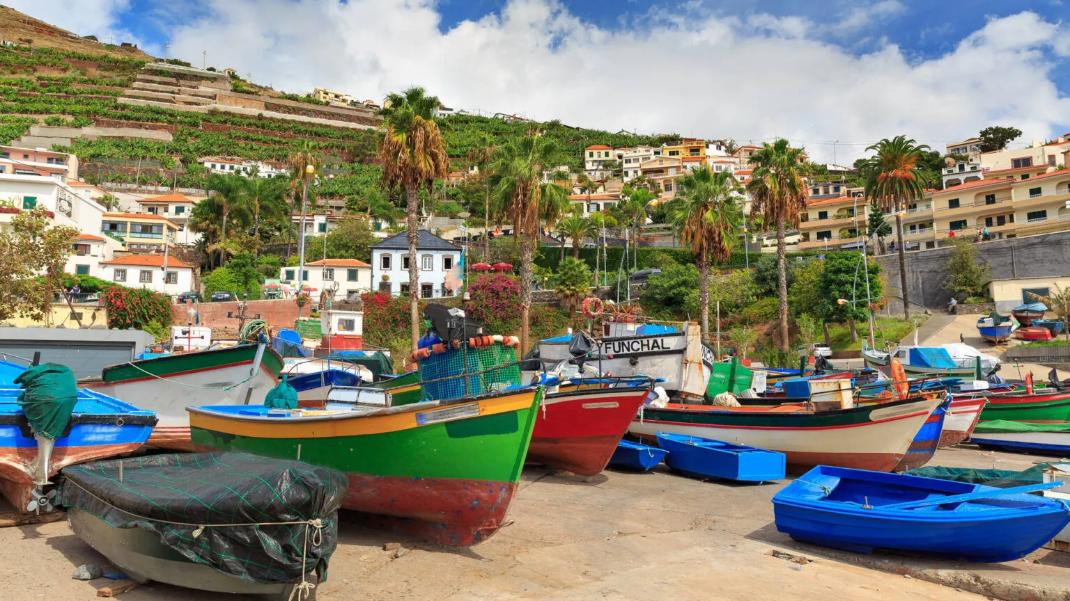 Felgekleurde traditionele vissersboten liggen op het droge in de schilderachtige haven van Câmara de Lobos op Madeira, met palmbomen en heuvels op de achtergrond.
