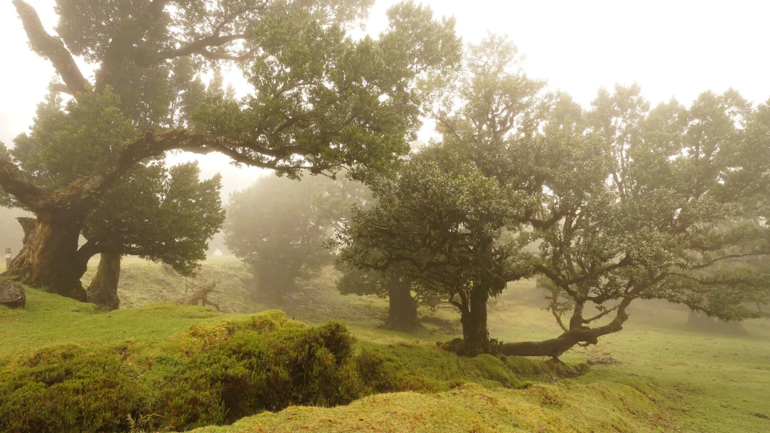 Oude, kronkelende laurierbomen gehuld in een dichte mist op de groene heuvels van Fanal op Madeira.
