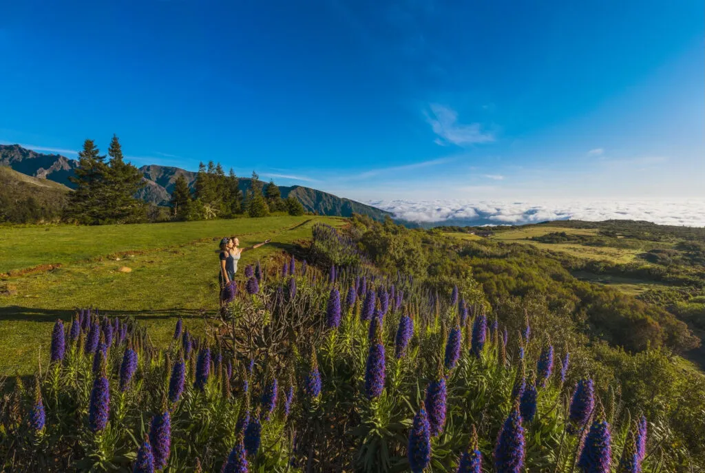 Veld met paarse trots van Madeira bloemen op een groene berghelling onder een blauwe lucht op Madeira