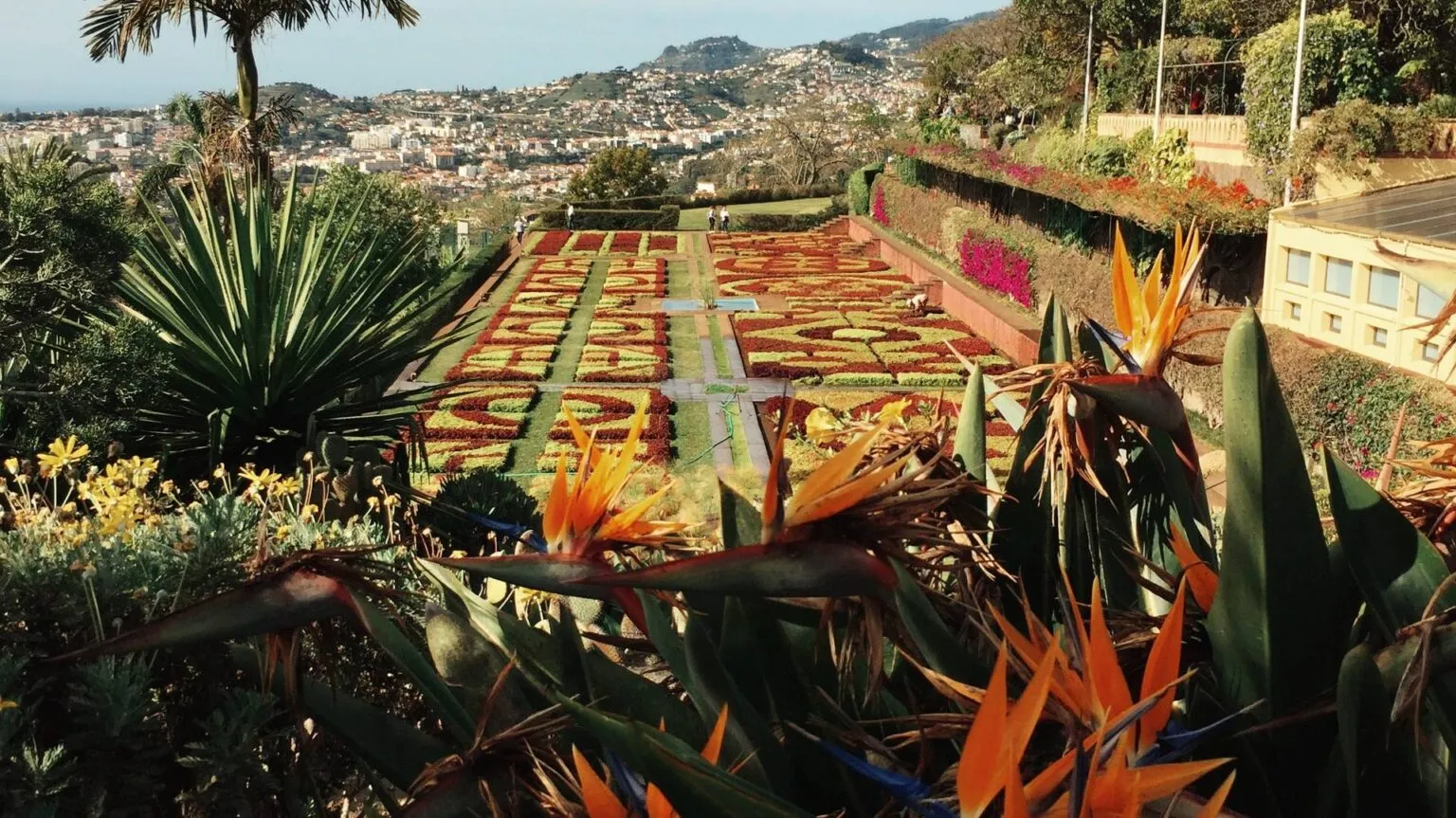 Oranje paradijsvogelbloemen op de voorgrond met zicht op de strak aangelegde bloembedden in geometrische patronen van de botanische tuin in Funchal.
