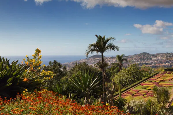Kleurrijke bloembedden en tropische palmbomen op de voorgrond met panorama op de stad Funchal en de zee vanaf Jardin Botanico.