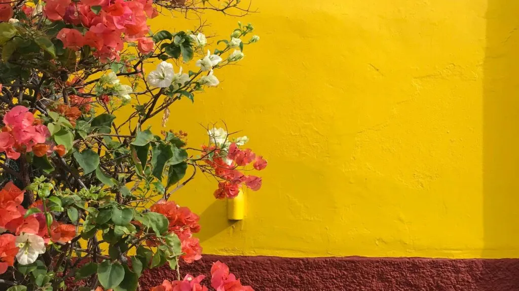 Roze en witte bougainvillea-bloemen hangen langs een felgele gestucte muur met een donkerrode plint in Funchal op Madeira.