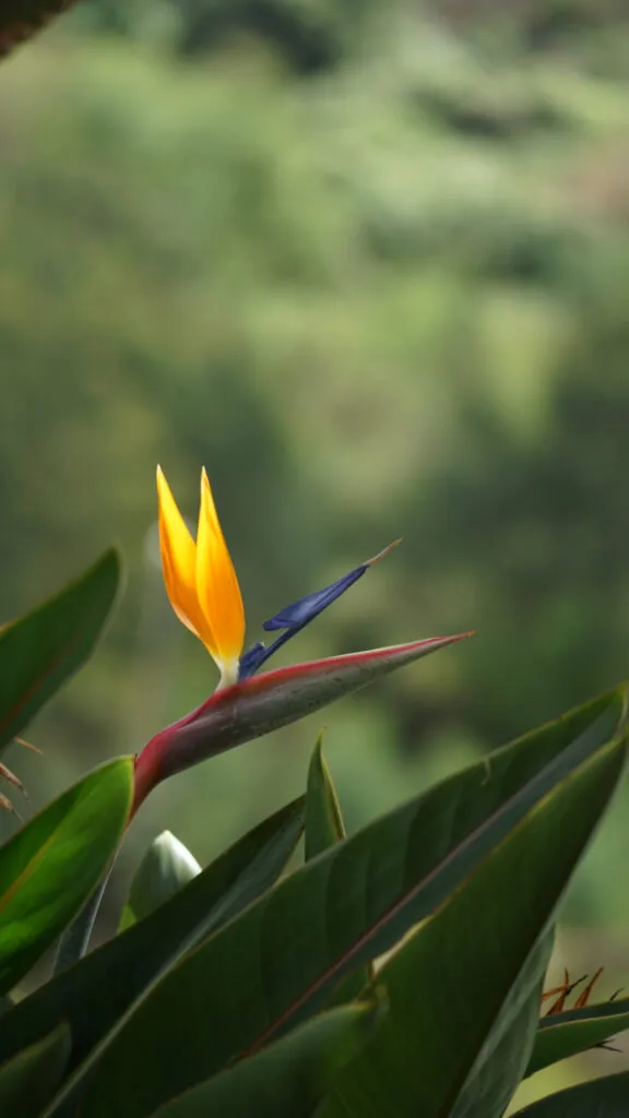 Een paradijsvogel met. gele vleugels die op een blad is gaan zitten