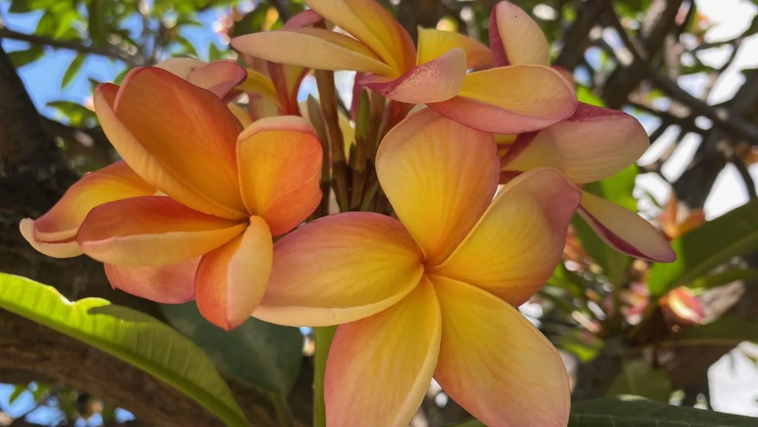 Close-up van kleurrijke geel-roze Plumeria-bloemen in volle bloei op het bloemeneiland Madeira.