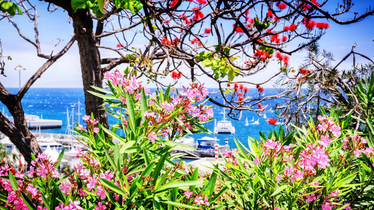 Roze oleanders en rode bloemen op de voorgrond met zicht op de blauwe oceaan en boten in de haven van Funchal op Madeira