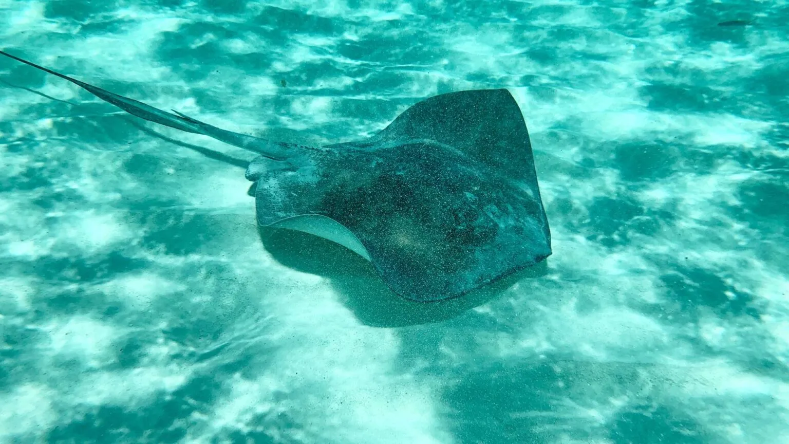 Een rog zwemmend over de zeebodem in de wateren van Madeira