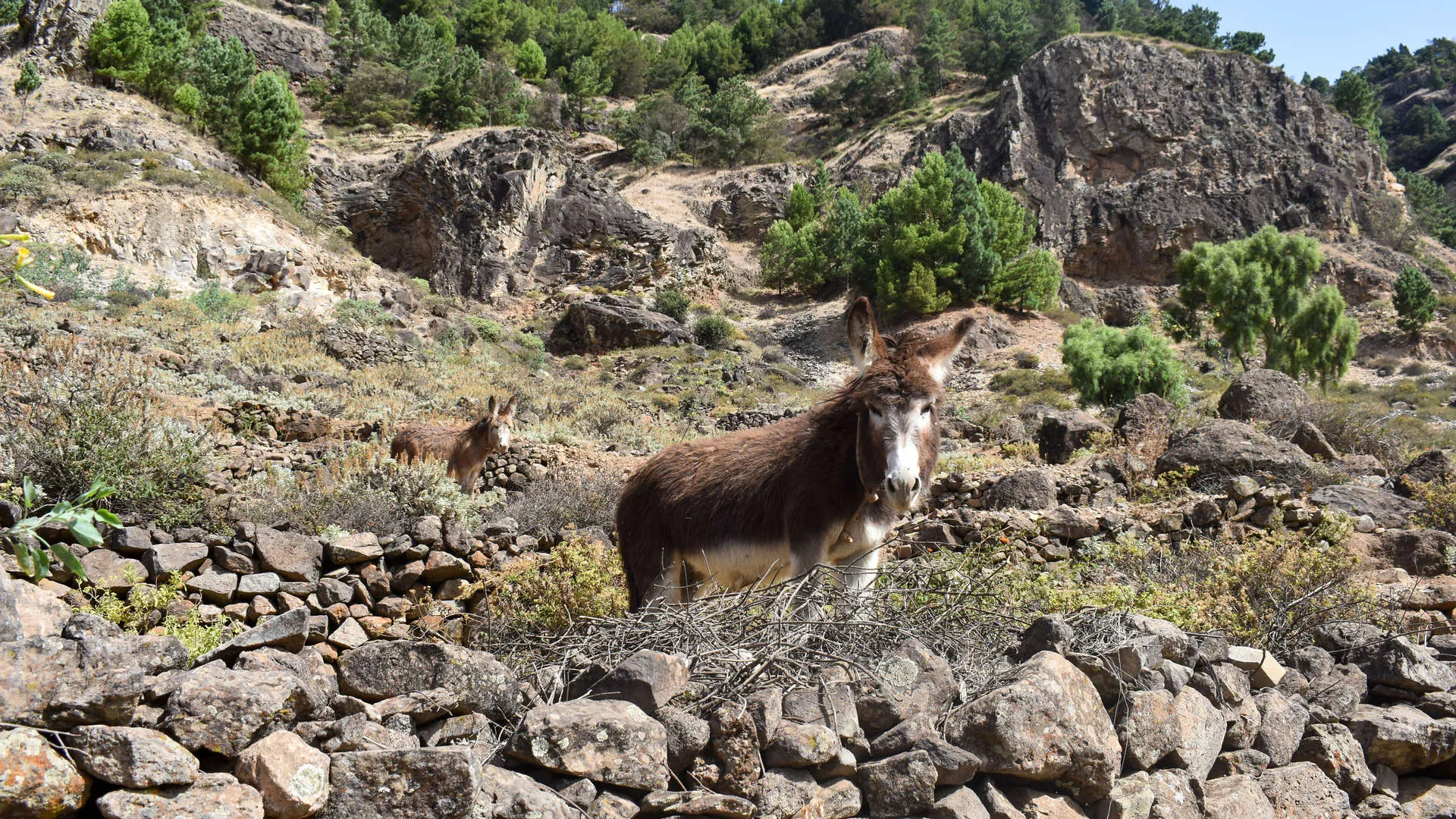 kaapverdie ezel natuur paul krater