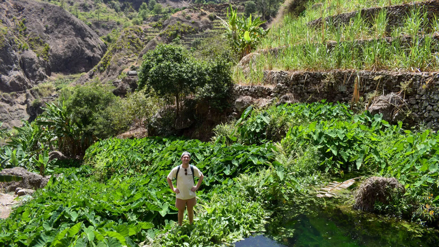 Een reiziger staat tussen de dichtbegroeide, groene landbouwgewassen op een terrassenhelling in de Paúl-vallei op Santo Antão, Kaapverdië.