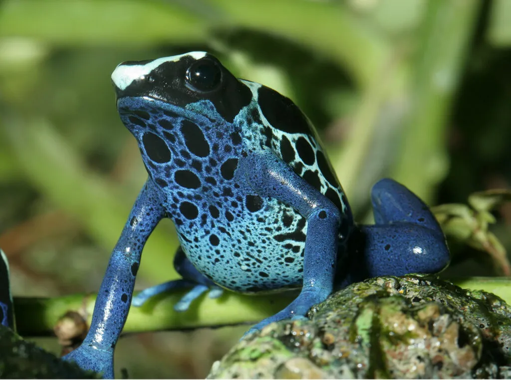 Close-up van een opvallende, felblauwe gifkikker met zwarte vlekken zittend op een groene plant in de Surinaamse jungle.