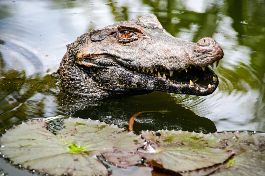 Close-up van de kop van een kaaiman die boven het wateroppervlak met waterlelies uitsteekt in de natuur van Boven-Suriname.