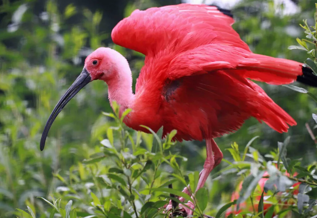 Een felrode ibis staat tussen het groen van de planten met zijn vleugels wijd verspreid in de Surinaamse natuur.