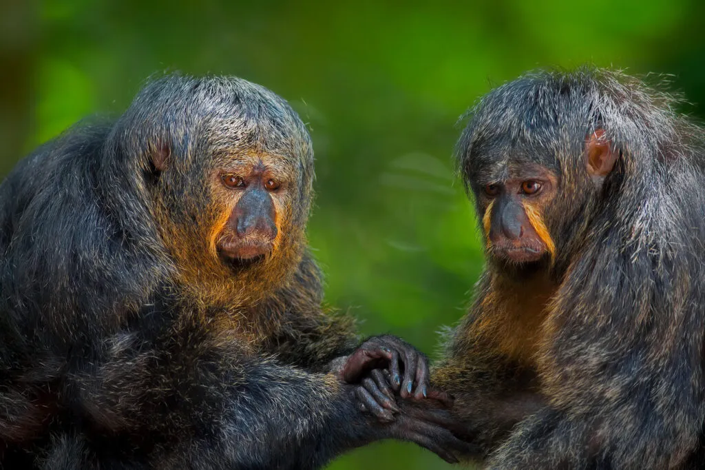 Close-up van twee saki-apen met hun karakteristieke harige vacht en oranje-bruine gezichtsmarkeringen in het weelderige Natuurpark Peperpot in Suriname.