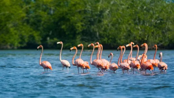 Een groep roze en rode flamingo's staat in het ondiepe water van natuurgebied Bigi Pan tegen een achtergrond van groene mangroven bij Nieuw-Nickerie in Suriname.