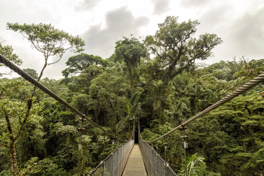 Perspectief over een smalle hangbrug die dwars door het dichte bladerdak van het tropisch regenwoud in Suriname leidt.