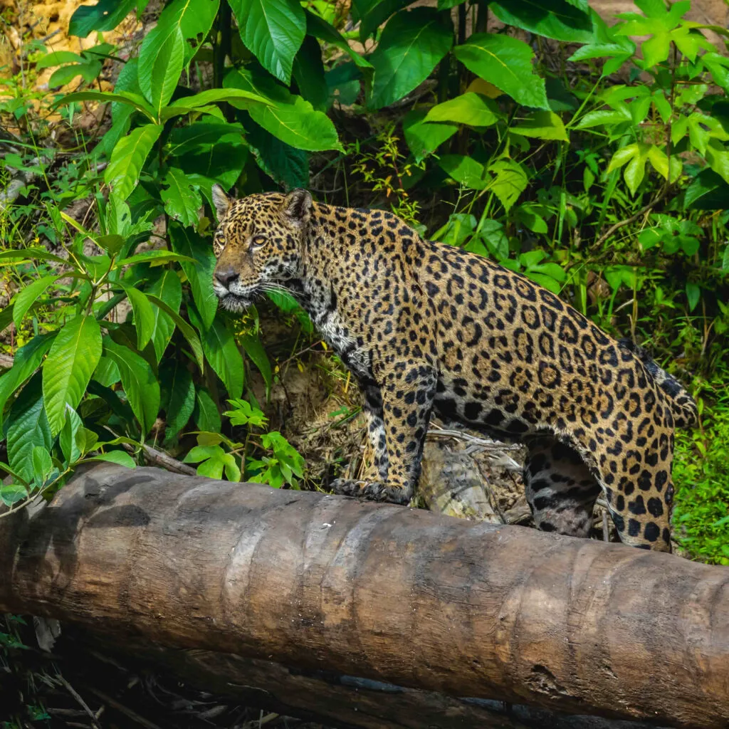 Een gevlekte jaguar staat oplettend op een dikke omgevallen boomstam tegen een achtergrond van weelderige groenen bladeren in de Surinaamse jungle.