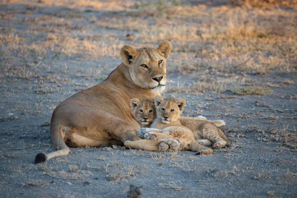 Een leeuwin ligt op een droge, zanderige bodem op de savanne met haar twee schattige, kleine leeuwenwelpjes die dicht tegen haar aan liggen in Tanzania.