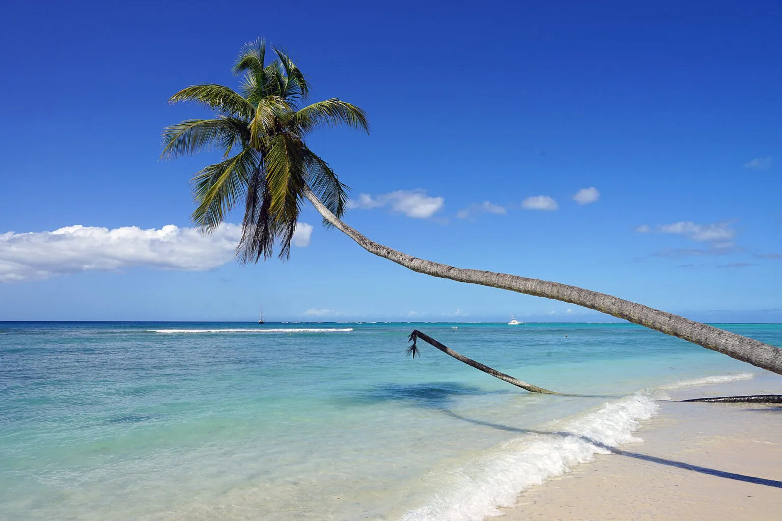 Een schuingroeiende kokospalm reikt over het witte zandstrand naar het turquoise zeewater bij Pigeon Point Heritage Park op Tobago, onder een helderblauwe lucht.
