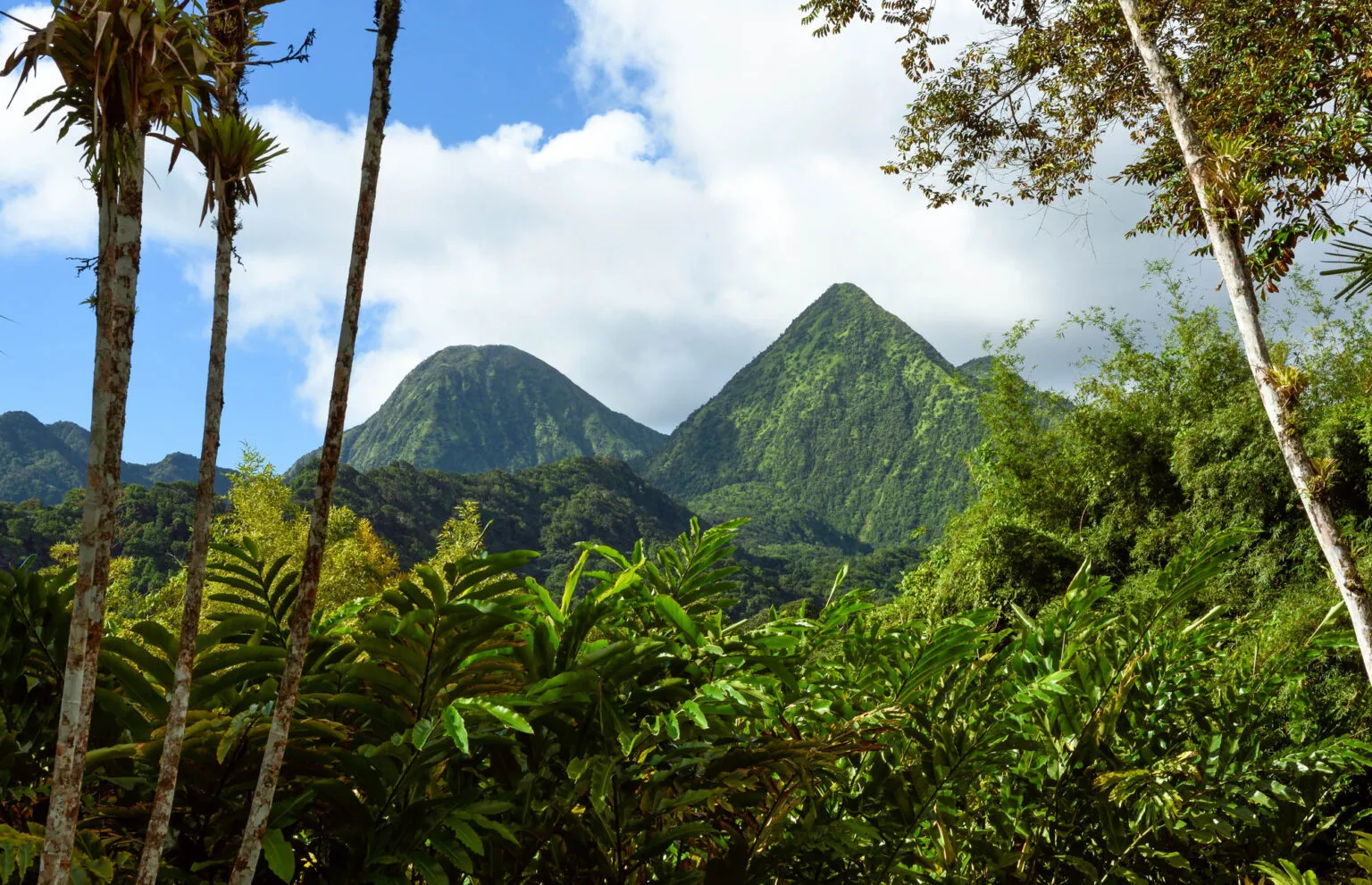 Uitzicht op de iconische, dichtbegroeide groene bergen Les Pitons du Carbet op Martinique, gezien vanuit een weelderig tropisch bos onder een lichtbewolkte blauwe lucht.