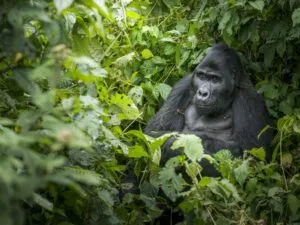 Berggorilla in Bwindi Impenetrable Forest, Oeganda