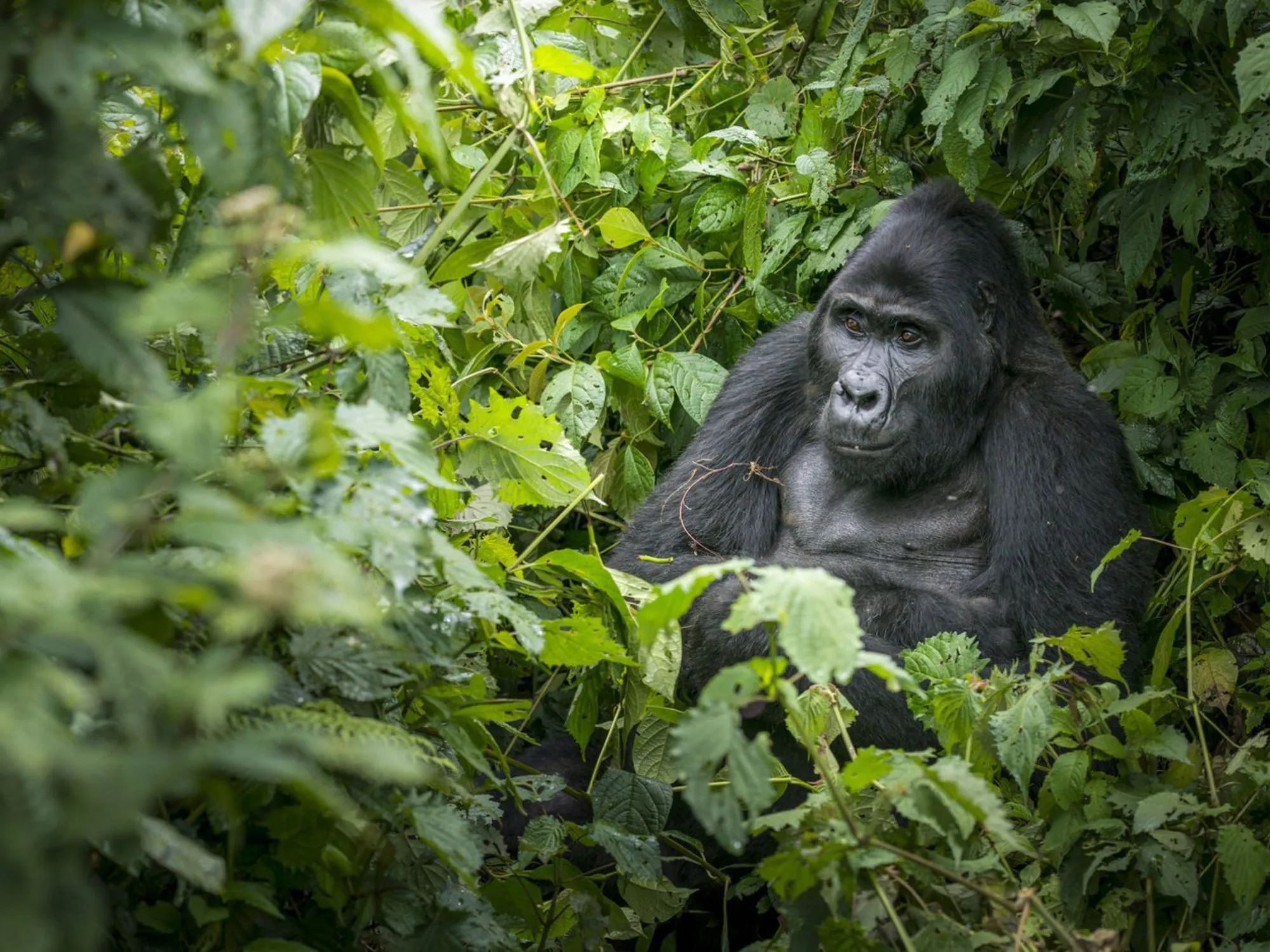 Berggorilla in Bwindi Impenetrable Forest, Oeganda