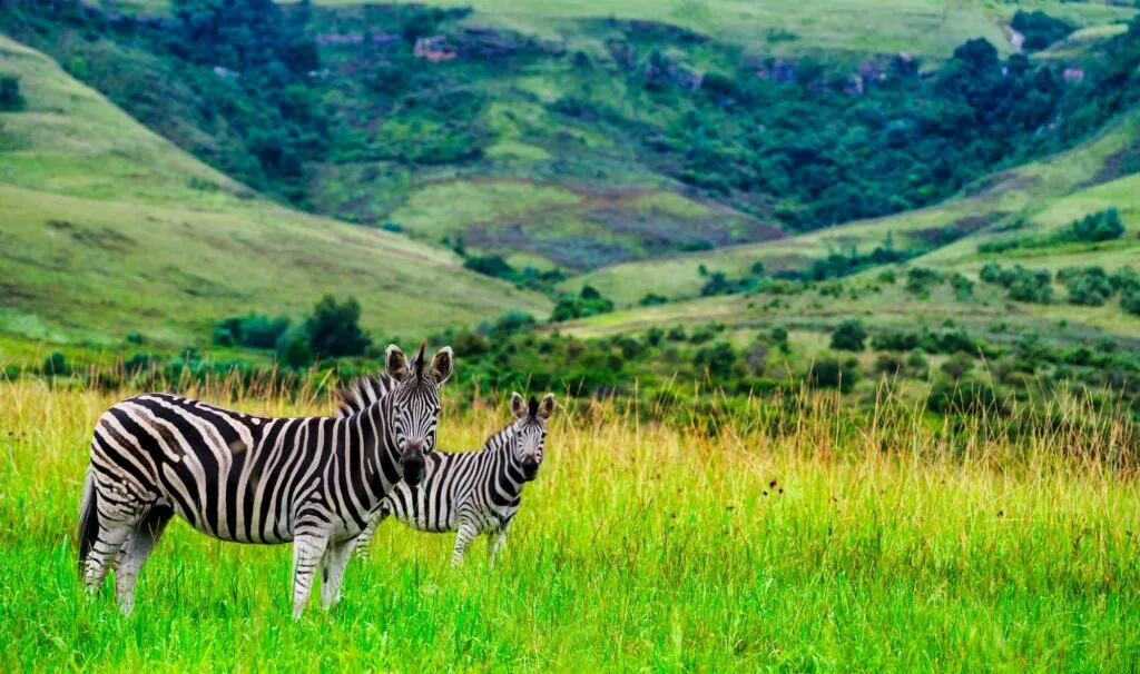 Twee zebra's staan in een grasveld op de voorgrond met op de achtergrond glooiende, groene bergen en heuvels.